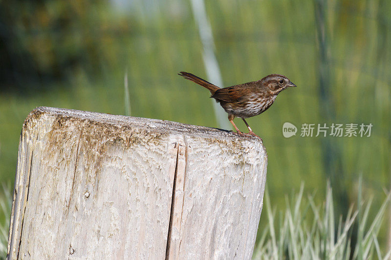 歌雀(Melospiza georgiana)太平洋西北种族